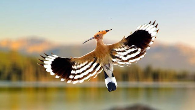 La huppe fasciée, superbe oiseau revenu de migration