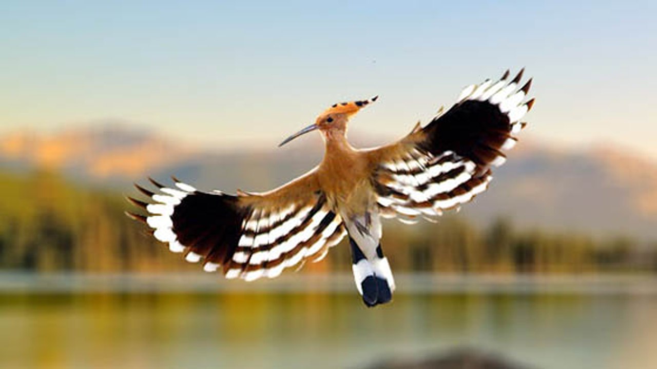 La huppe fasciée, superbe oiseau revenu de migration