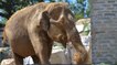 L’éléphante Maya a enfin été libérée de son cirque !