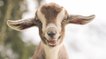 Selon une étude très sérieuse, les chèvres préfèrent… les gens heureux !