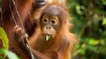 Bornéo : des feux de forêt menacent une réserve d'orangs-outans