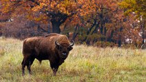 Au Pays-Bas, on introduit des bisons pour entretenir les parcs nationaux !