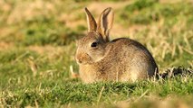 Le lapin de Garenne : avant répandu, aujourd'hui en voie de disparition