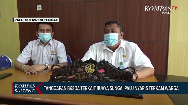 Tanggapan BKSDA Terkait Buaya Sungai Palu Nyaris Terkam Warga