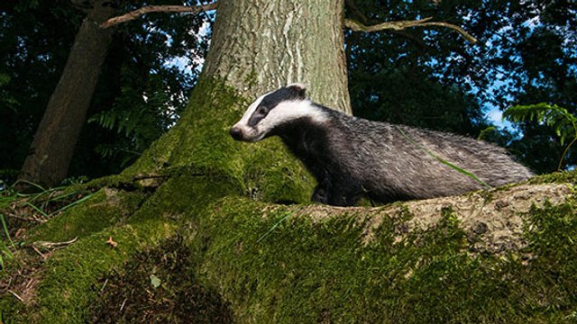 Quand les animaux diurnes deviennent nocturnes pour fuir l'Homme