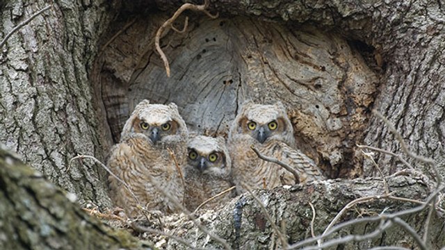 Hérault : trois bébés hiboux grand-duc sont nés… face à une école !