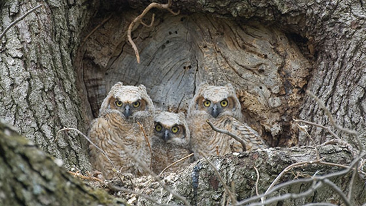 Hérault : trois bébés hiboux grand-duc sont nés… face à une école !