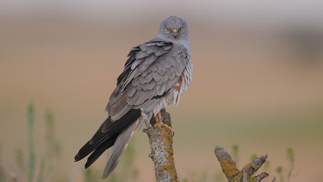 Dans le Cher, des drones pour protéger les nids de ce rapace très rare