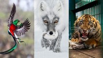 À Rouen, une exposition photo sur les merveilles du monde animal