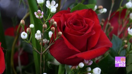 Pat McMahon Introduces You Cactus Flower