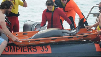 Voici les bons gestes à adopter si vous trouvez un dauphin échoué