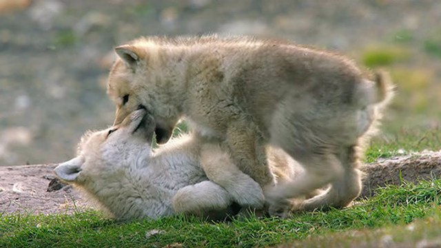 Naissance exceptionnelle de 8 loups du Mexique, une espèce en danger d’extinction