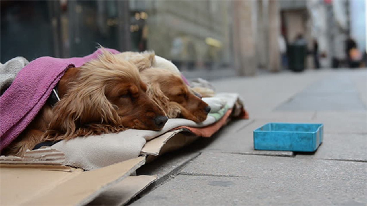 USA : une association vient en aide aux chiens de SDF