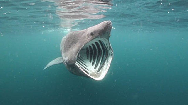 Bretagne : des balises pour mieux étudier le requin pèlerin