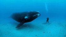 Extinction : cette espèce de baleine ne se reproduit plus, selon les scientifiques…