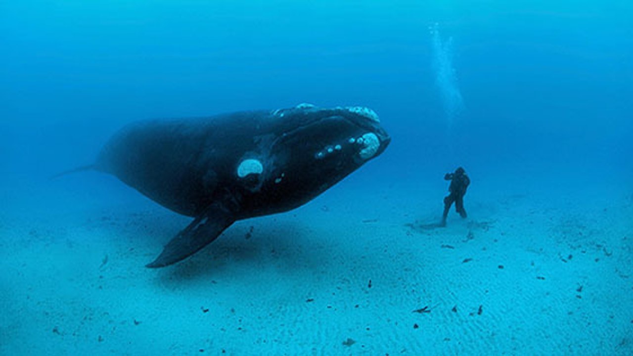 Extinction : cette espèce de baleine ne se reproduit plus, selon les scientifiques…