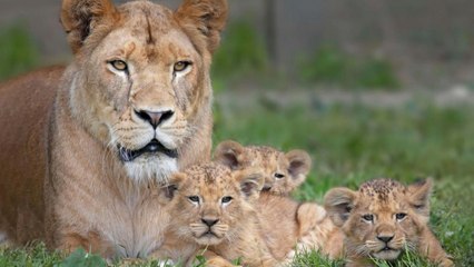 Afrique du Sud : naissance des premiers lions-éprouvette
