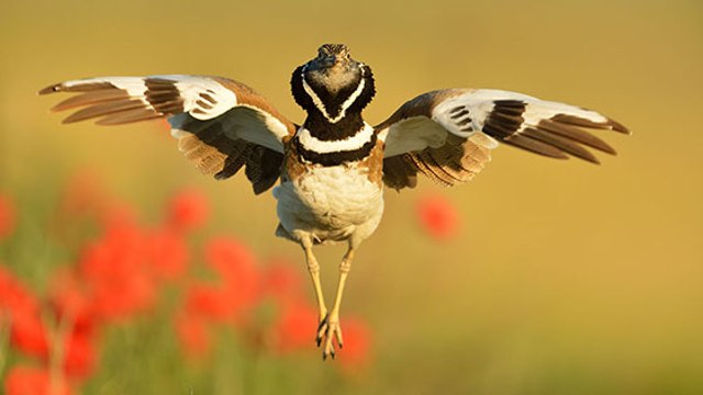 Pyrénées : il chasse et abat un oiseau en danger critique d'extinction !