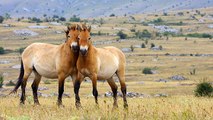 Mongolie : des chevaux de Przewalski relâchés sur leurs terres d’origine…