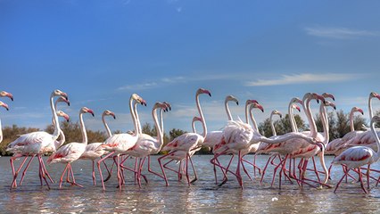 Aigues-Mortes : plus de 500 bébés flamants rose ont été bagués !
