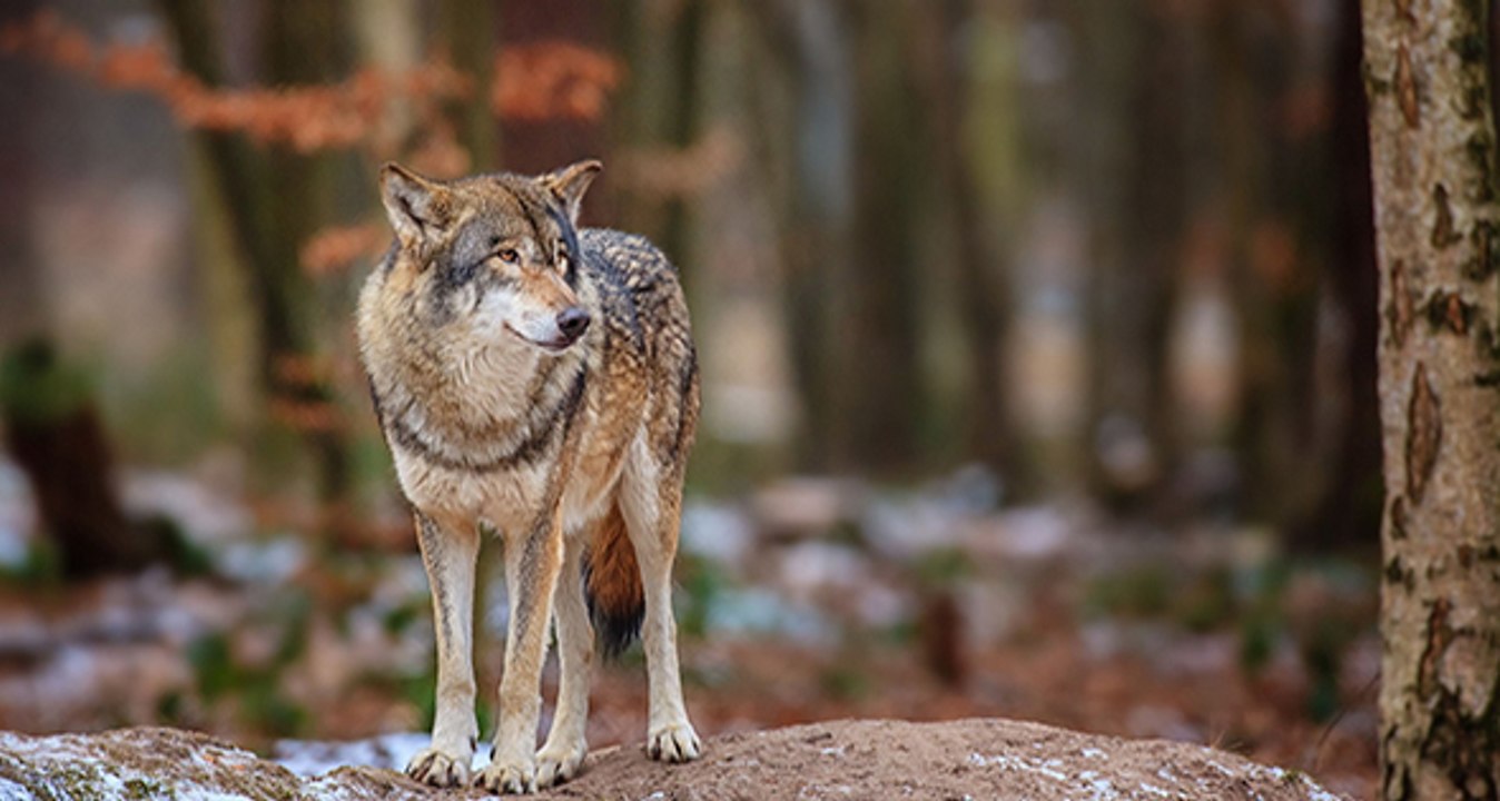 Plan Loup de Macron : 10 loups ont été abattus en 2 mois en France….