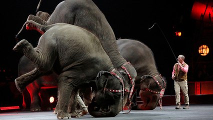 Bellême : il lance une pétition contre la présence d’un cirque avec animaux sauvages.