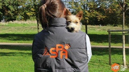 Abandons estivaux : un premier bilan à la SPA