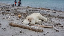 Norvège : un ours polaire tué pendant un séjour touristique