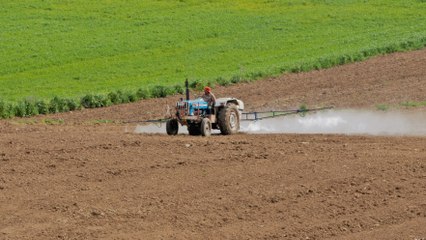 La majorité des pesticides que l'on avale seraient des perturbateurs endocriniens