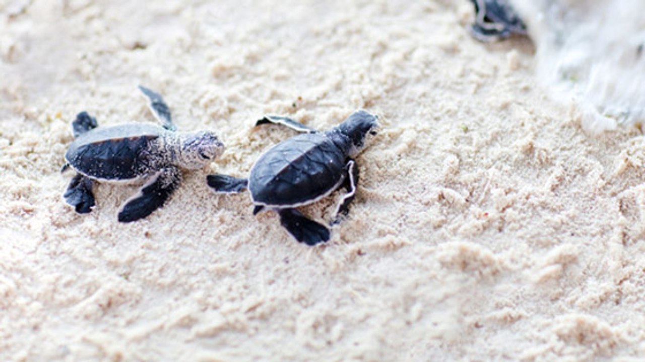 Regardez ces centaines de bébés tortues naître sur une plage du Liban !