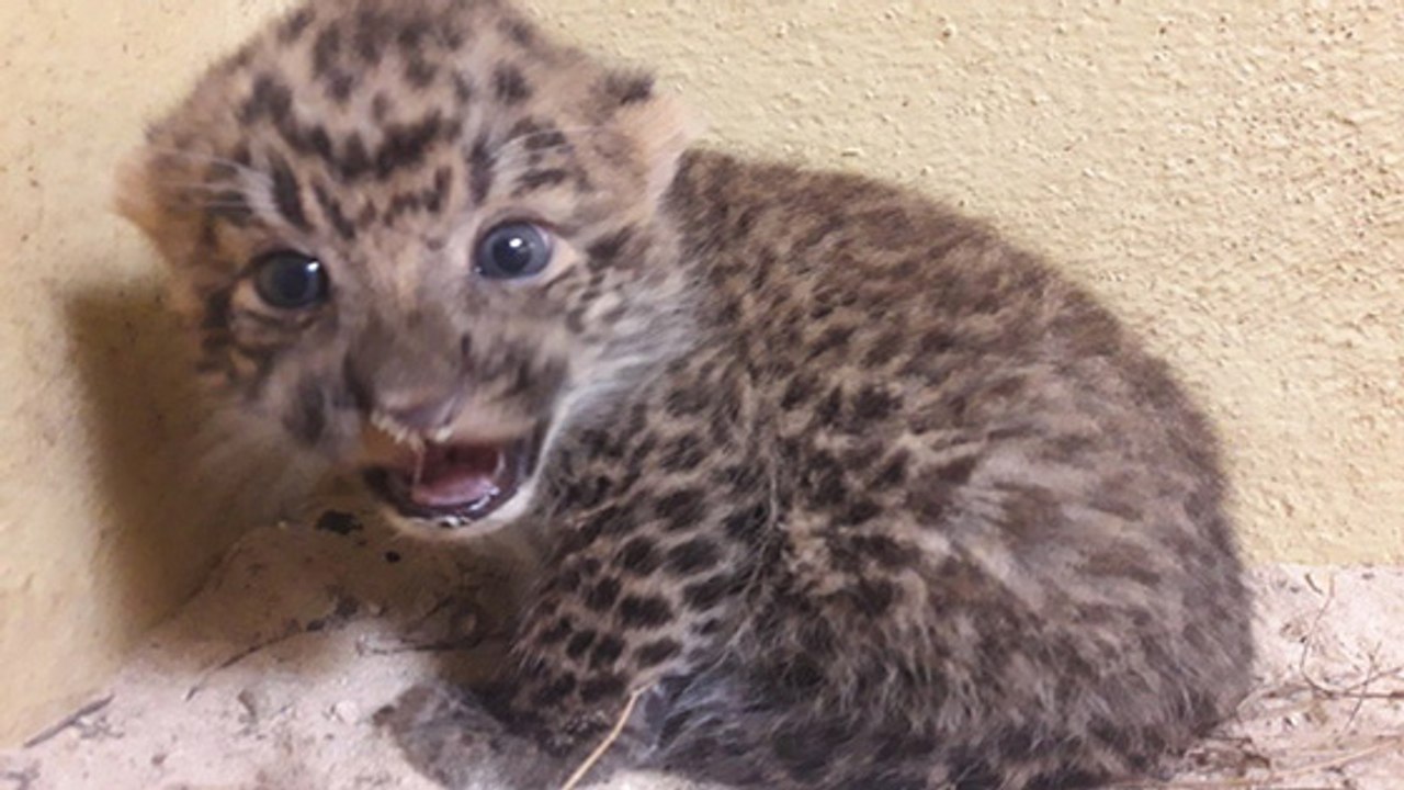 Thoiry : le zoo fête la naissance d'un bébé panthère de Chine !