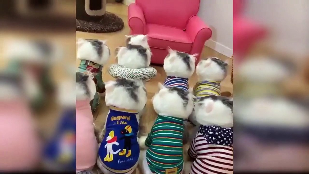 Funny Cats  compilation 202