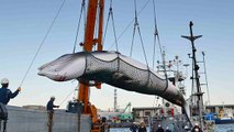 L’Australie s’oppose au Japon sur le sujet de la chasse à la baleine