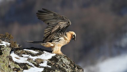 Pyrénées : relâcher exceptionnel du plus menacé des rapaces d’Europe
