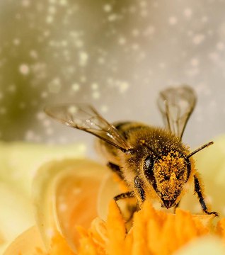 30% des abeilles sont mortes au cours de l'hiver dernier.