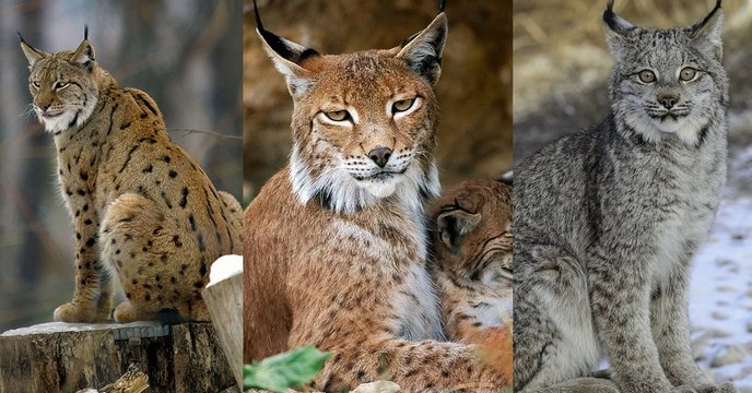 Quelles sont les différentes espèces de lynx dans le monde ?