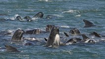 Islande : sauvetage à haut-risque de 100 baleines pilotes