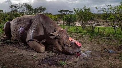 La Chine légalise le commerce de cornes de rhinocéros et d'os de tigre.