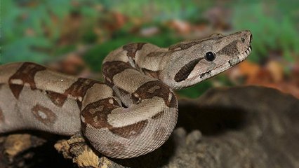 Toulouse : ils retrouvent des mues de boa constrictor dans leur jardin !