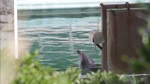 Japon : un parc aquatique ferme ses portes… et abandonne les animaux !