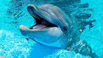 Cap Ferret : un banc de dauphins suit des tourristes