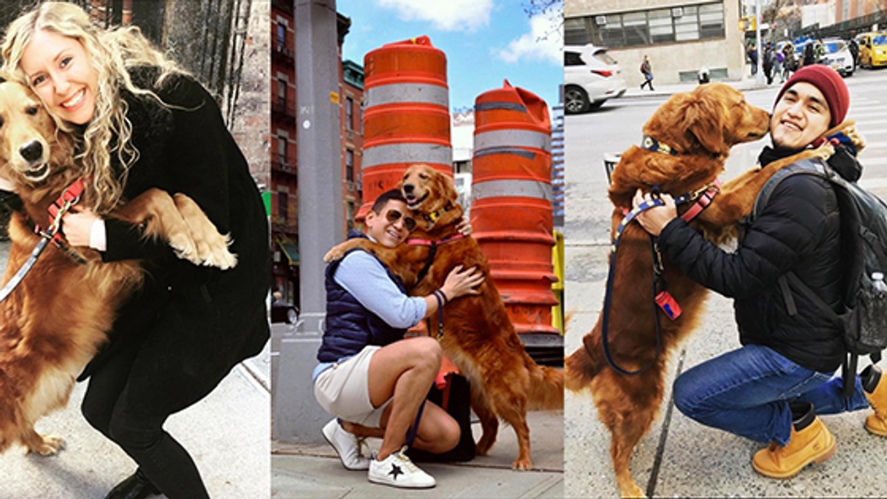 Ce Golden Retriever câline des inconnus en pleine rue !