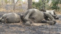 Botswana : polémique sur la découverte d’un massacre d’une centaine d’éléphants…