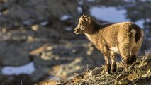 Victoire : les bouquetins des Pyrénées sont de plus en plus nombreux !