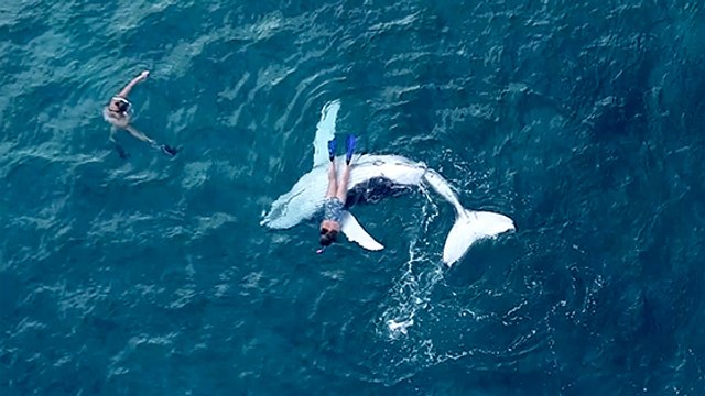 Quand un baleineau très curieux joue avec un plongeur