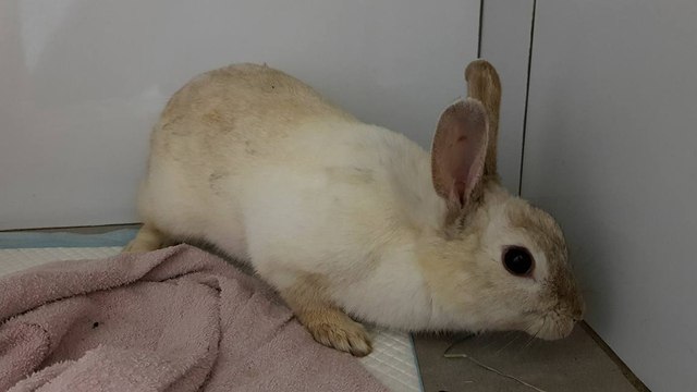 Nice : une lapine jetée par la fenêtre d’un véhicule