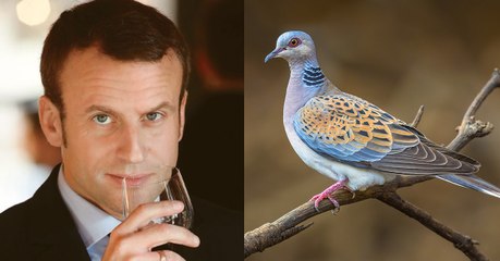 Quand la France s’oppose à la protection de la tourterelle des bois