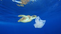 Les tortues ont 22% de chances de mourir si elles mangent un seul morceau de plastique