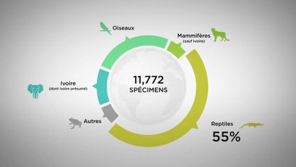 Le commerce en ligne, un fléau pour les espèces protégées