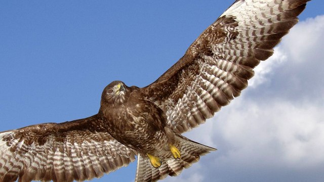 Pyrénées : Le poison, première cause de mortalité chez les rapaces